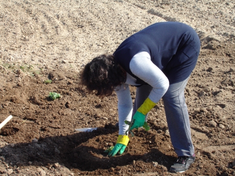 Os funcionários da escola também participam nas atividades da horta, nesta caso a plantar aboboreiras.